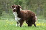 BORDER COLLIE 1014